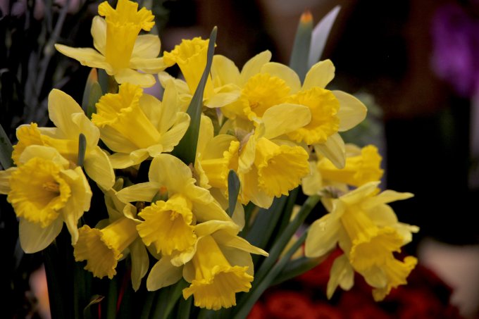 Un air de printemps photo 16